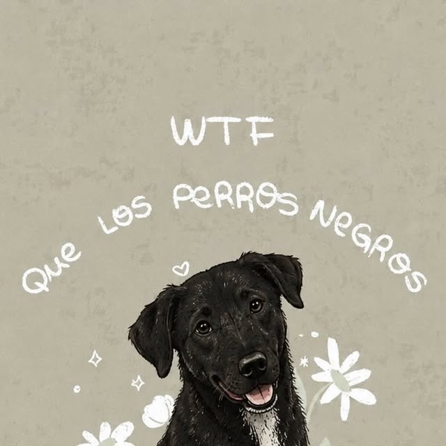 Boti, perro adulto de pelaje negro