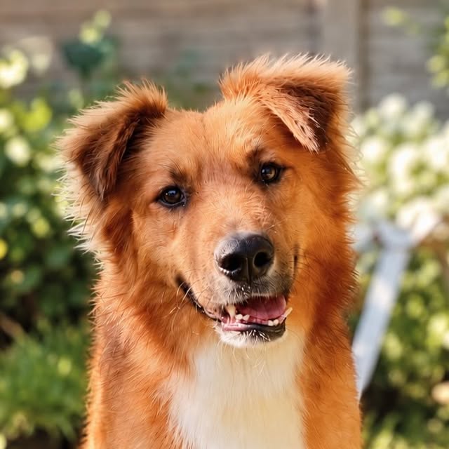 León, perro mediano de color marrón